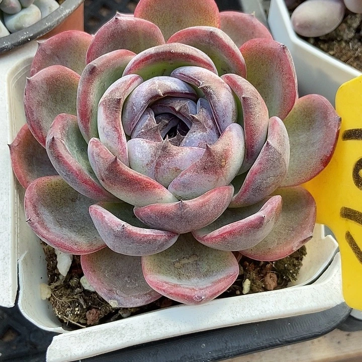 多肉植物黑橙1095多肉