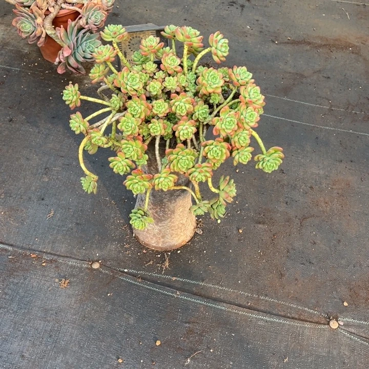 露养老桩悬崖香格里拉