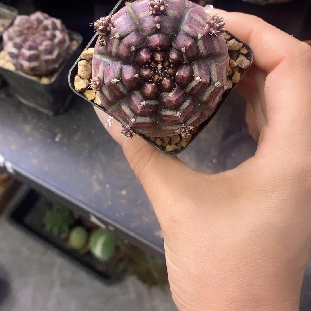 ****员一物一拍一棵仙人球