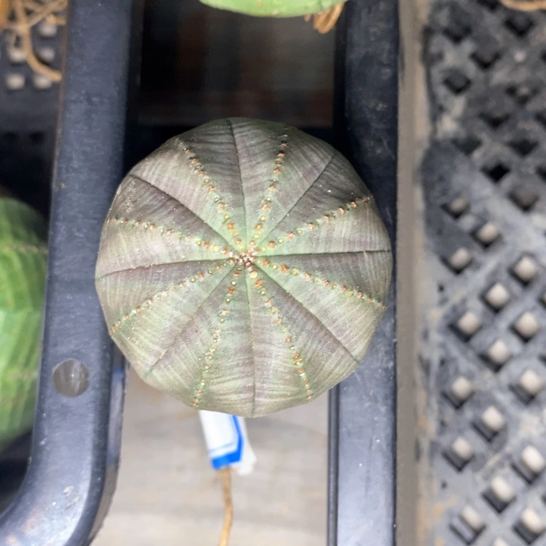 17布纹球精品一物一拍