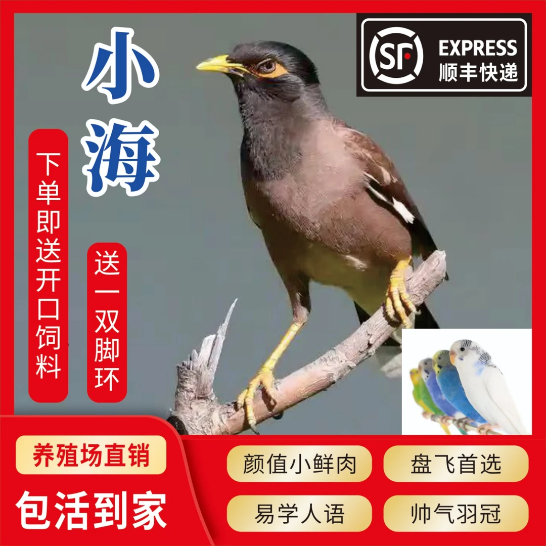 小海鹦鹉宠物幼鸟（购买前请看清楚协议再下单）（会吃的，外省可拍）