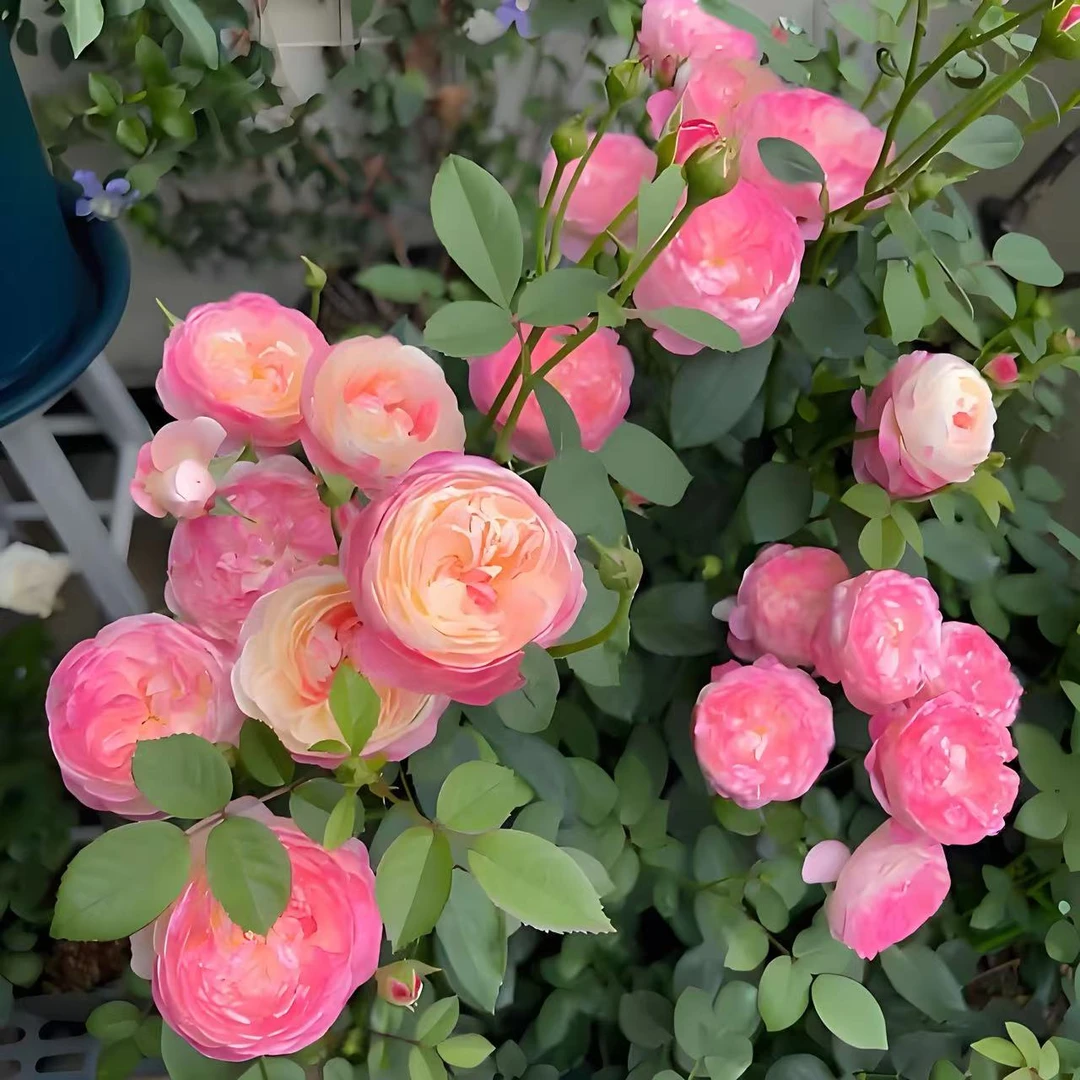 【和室】大花浓香渐变色四季开花勤花月季玫瑰花苗阳台灌木盆栽花卉