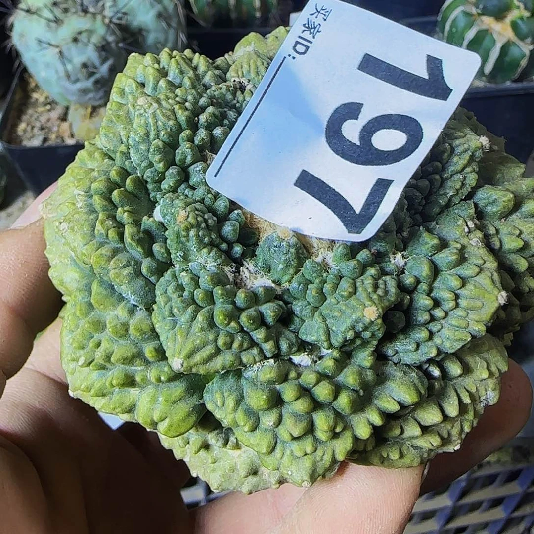 ?****?大牡丹197仙人球