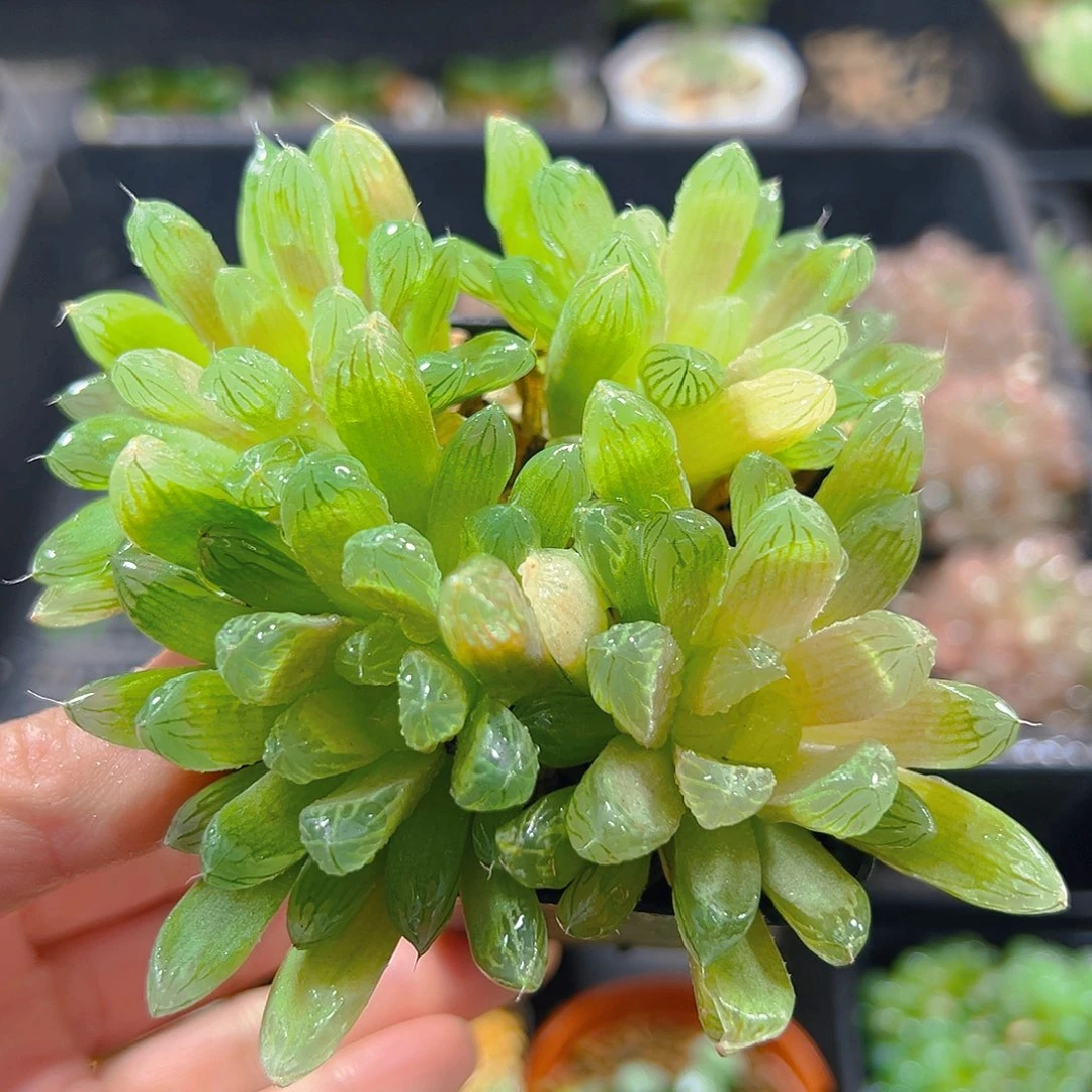 群琥珀玉露多肉植物一颗
