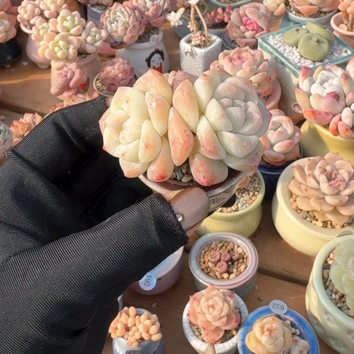 680 多肉含盆土 30元包邮 除偏远地区