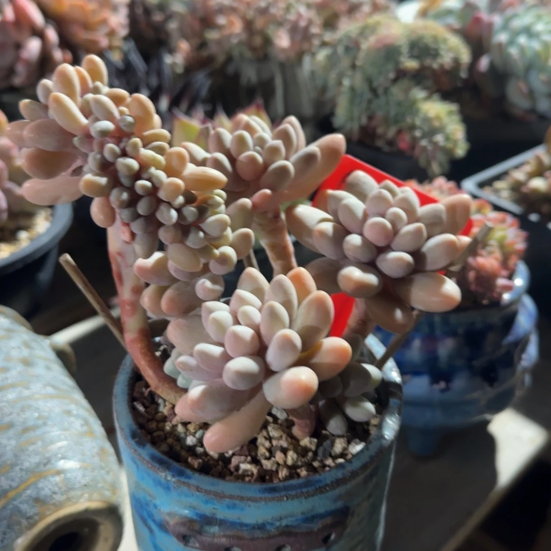 粉色恋人缀化五十包邮