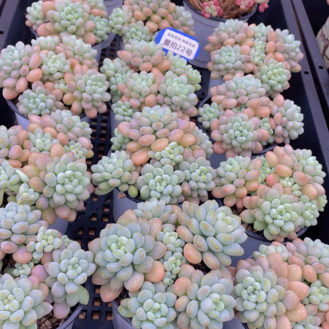 量拍22号 鱼子酱多头大群生一个