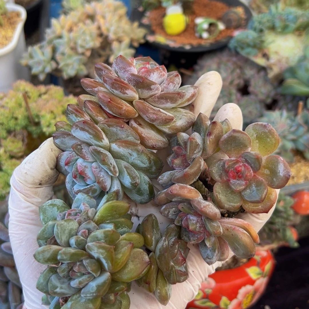 新年快乐 新年快乐