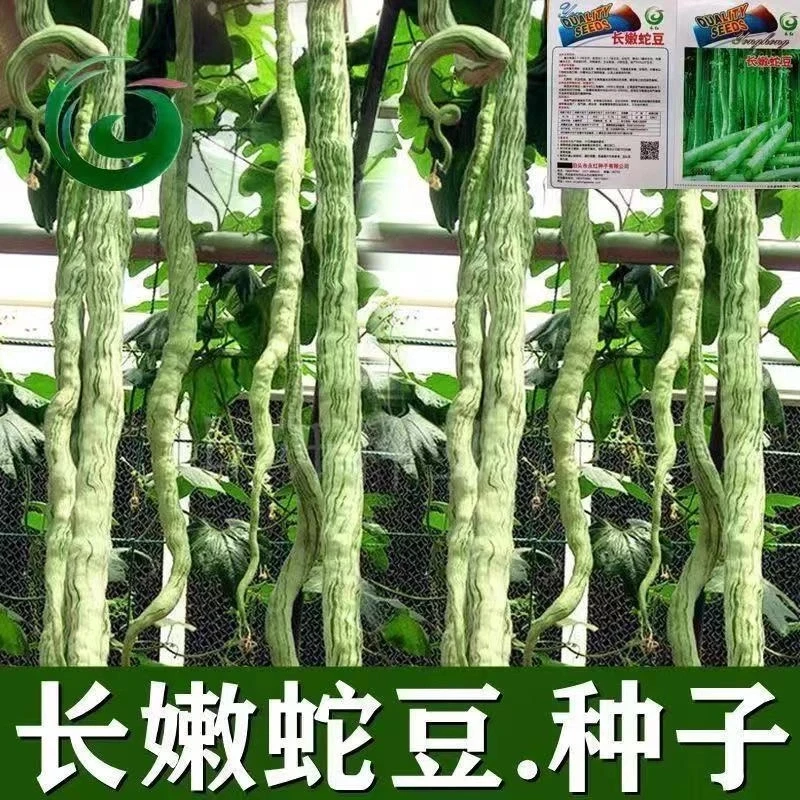 特大特长蛇豆种子蛇瓜种子抗病蛇豆食用蛇豆角种子蔬菜种子大全