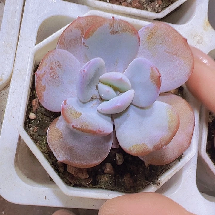 8角盆正版奶茶19包邮