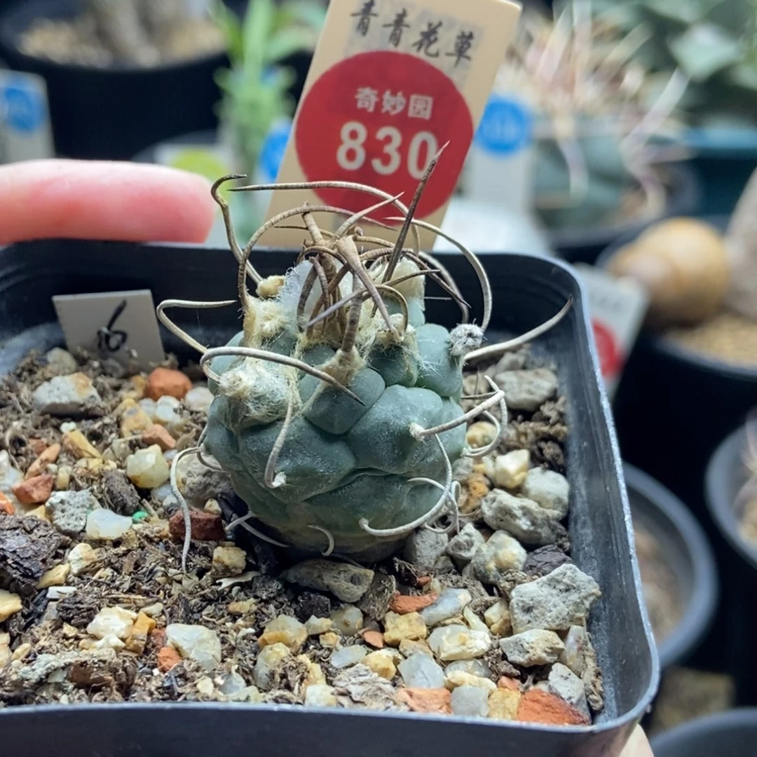 实生狂刺老娇丽2.6cm