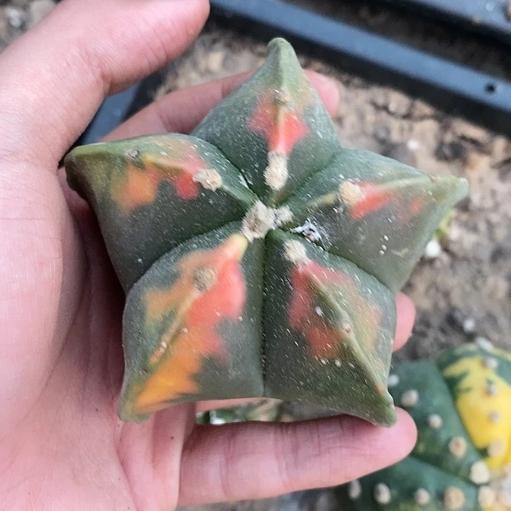 无根红叶鸾锦哈哈