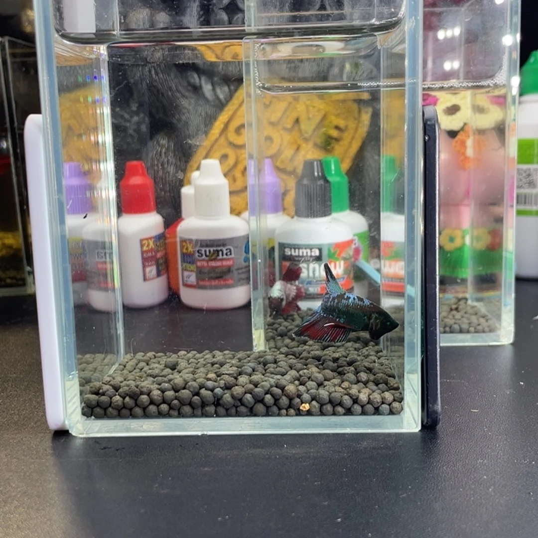 斗鱼55号1026早hmpk