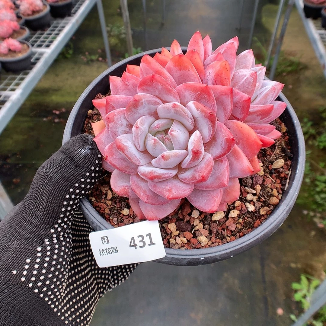 431雪天使多肉植物666