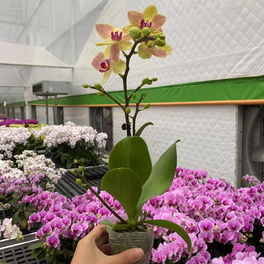 彩虹2号  精品蝴蝶兰 室内精品观赏  真花