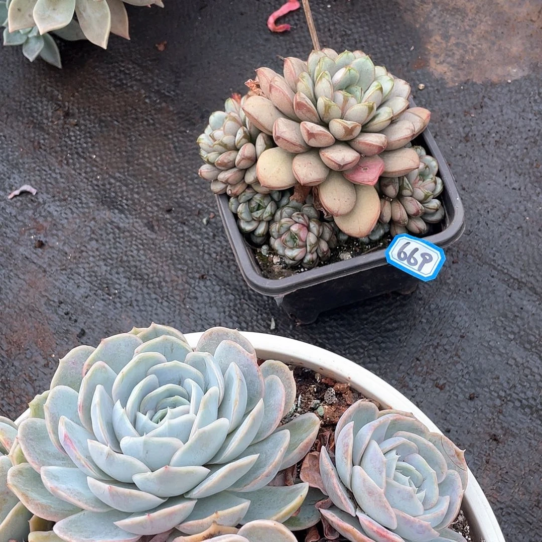 669葡萄一物一拍多肉