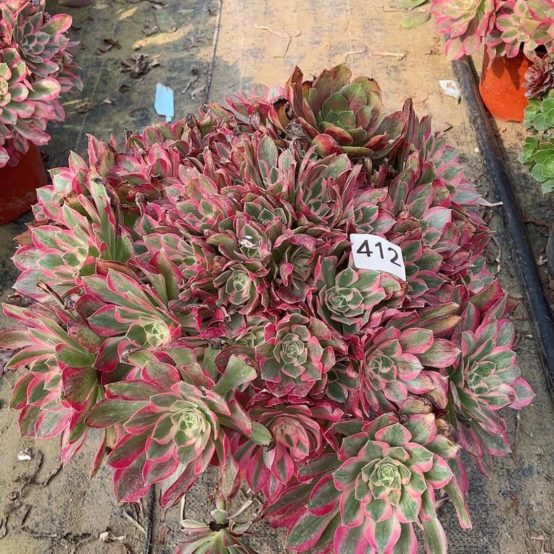 多肉植物女巫412