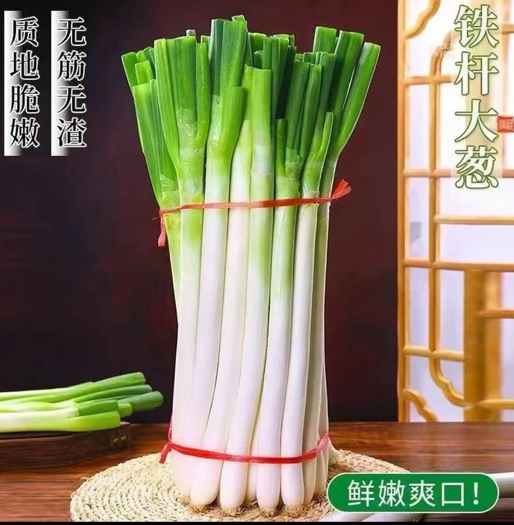 甘肃新鲜大葱现挖现发长白铁杆应季蔬菜