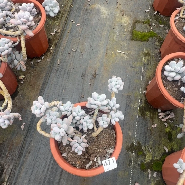 云南多肉原始奶酪471号