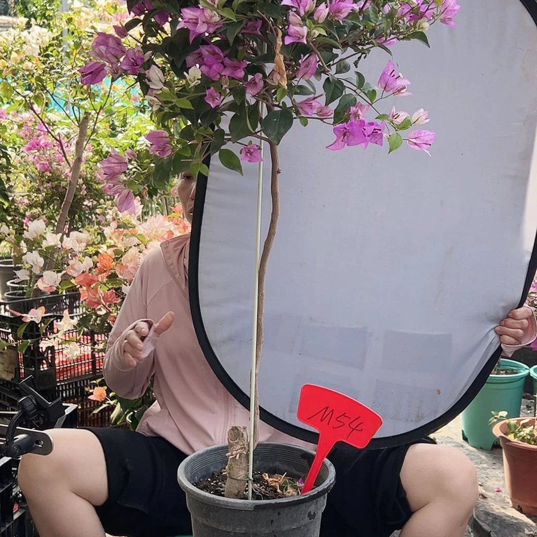 @***店大部分花苞少量开放M54雪紫