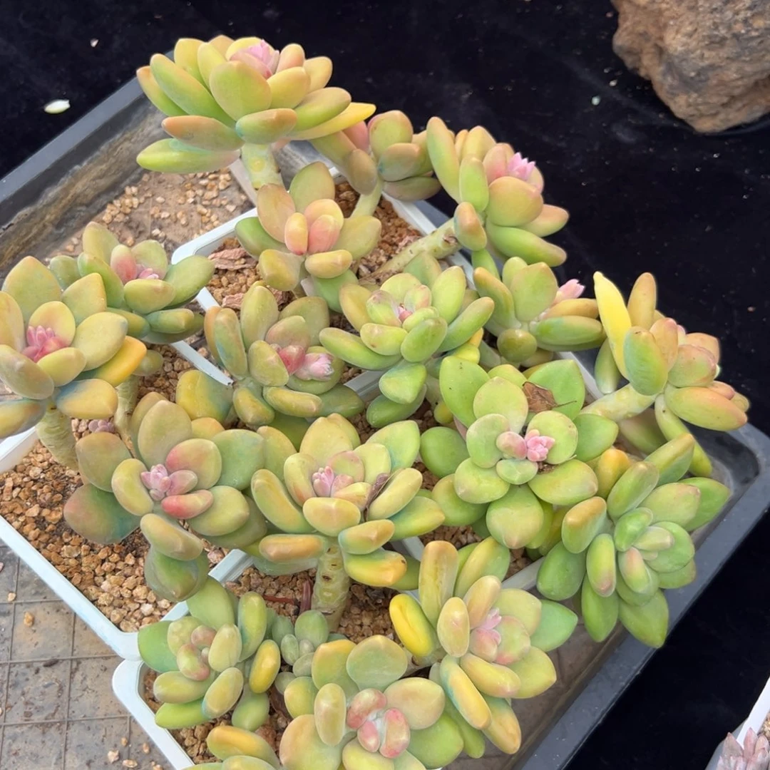 新年快乐 新年快乐芒果奶