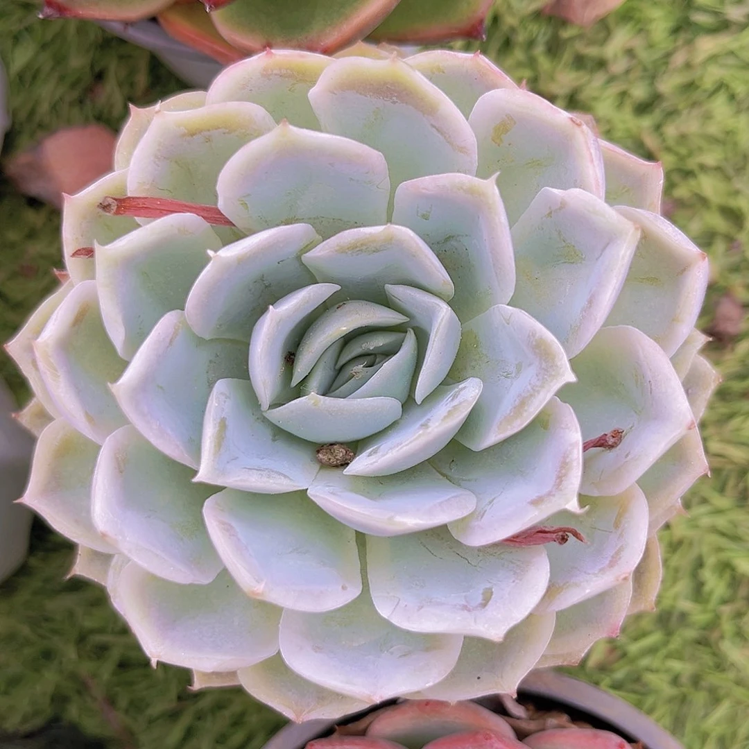 蓝丝绒88888888888887