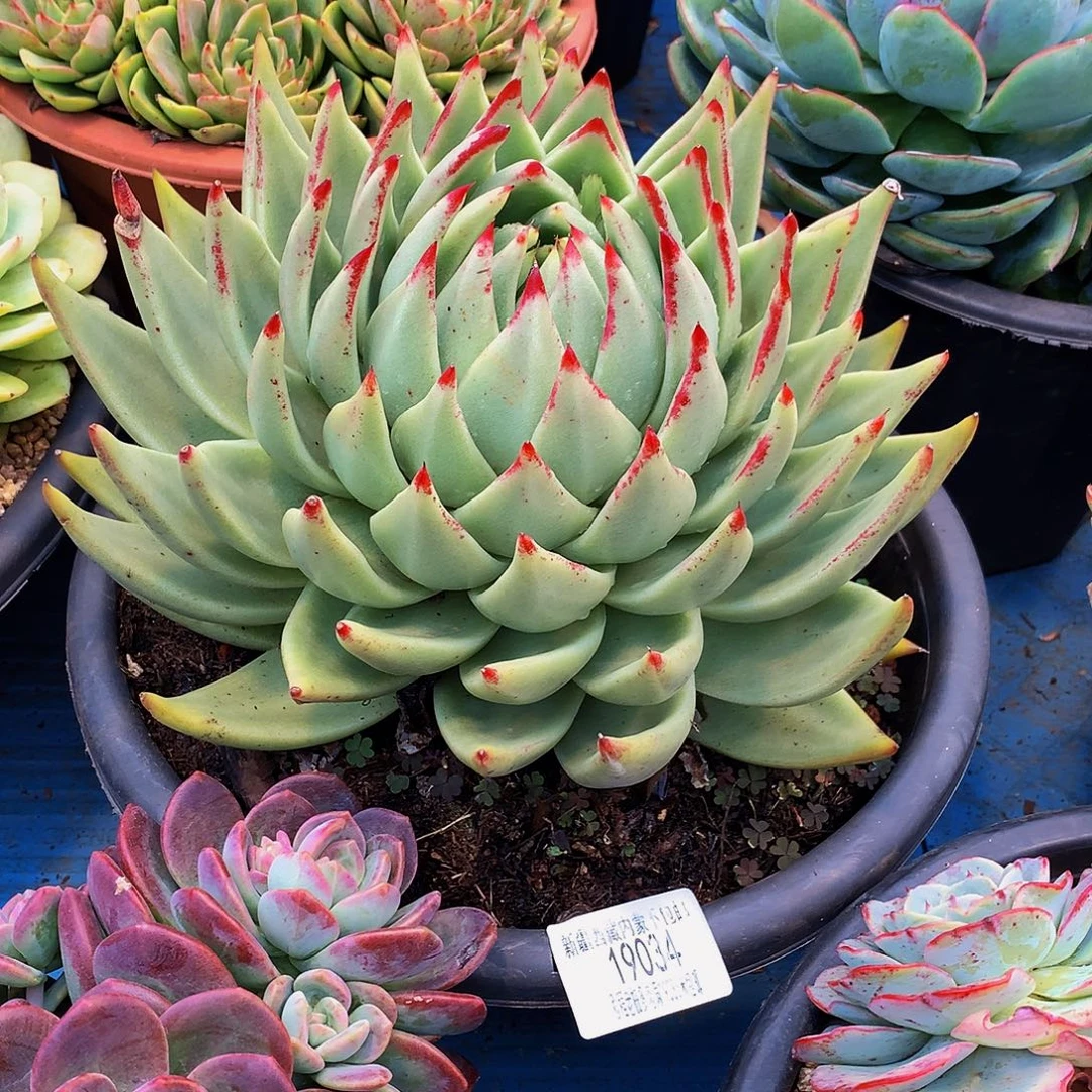 迪***主乌木19034多肉多肉