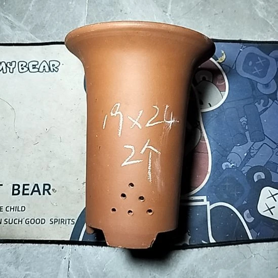 大红兰花两个花盆