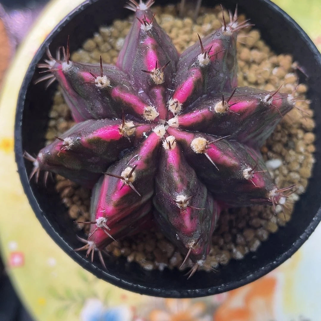 1-219米哈山竹后代5.9