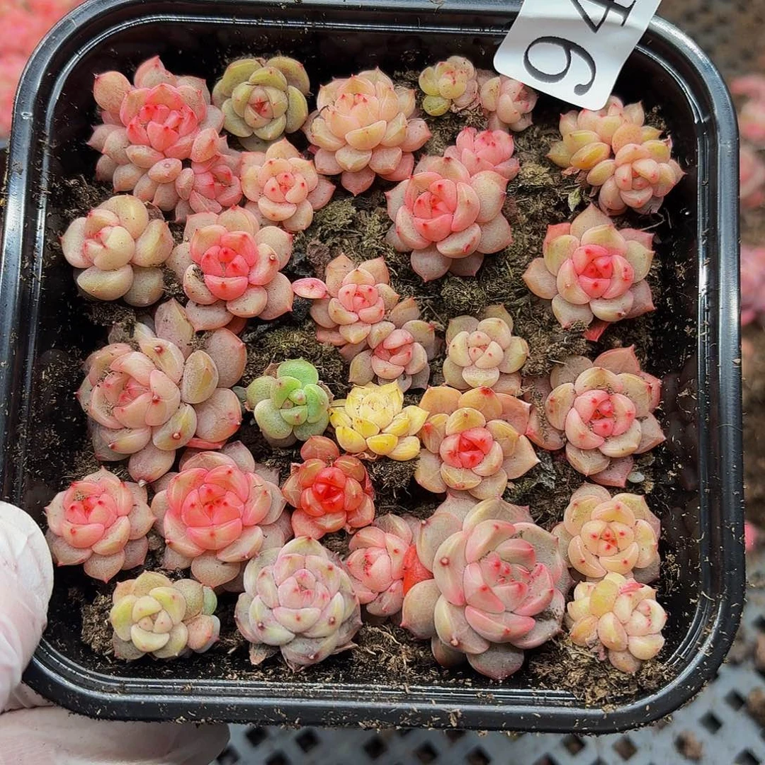 多肉植物多肉植物943