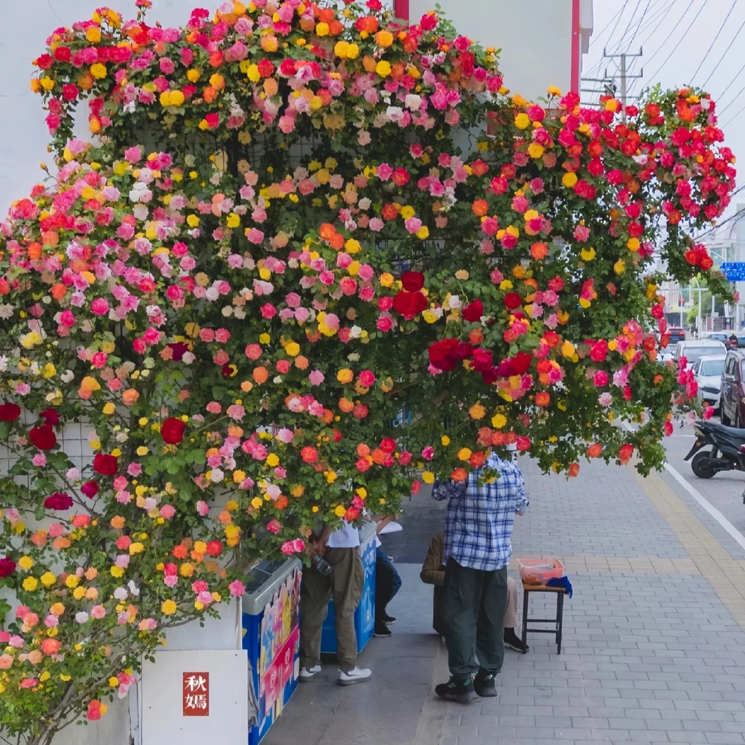 藤彩虹月季花苗爬藤花卉中苗庭院阳台玫瑰藤本植物爬墙花多季开花