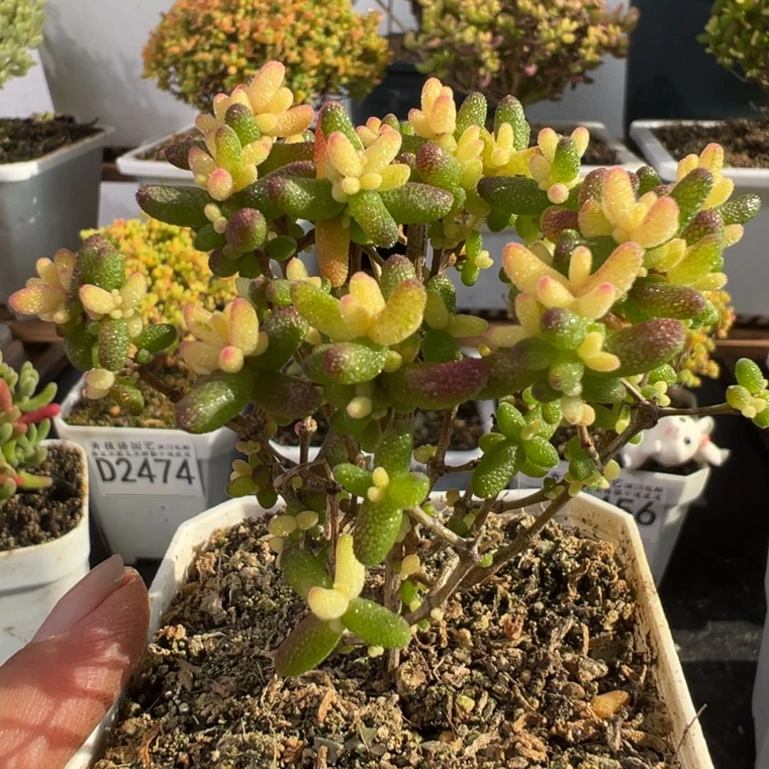 D2490糖球三号锦枝干