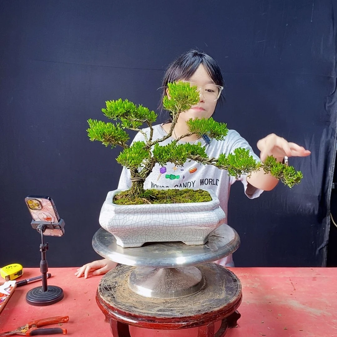 无花朵广东皱皮雀舌盆景带盆