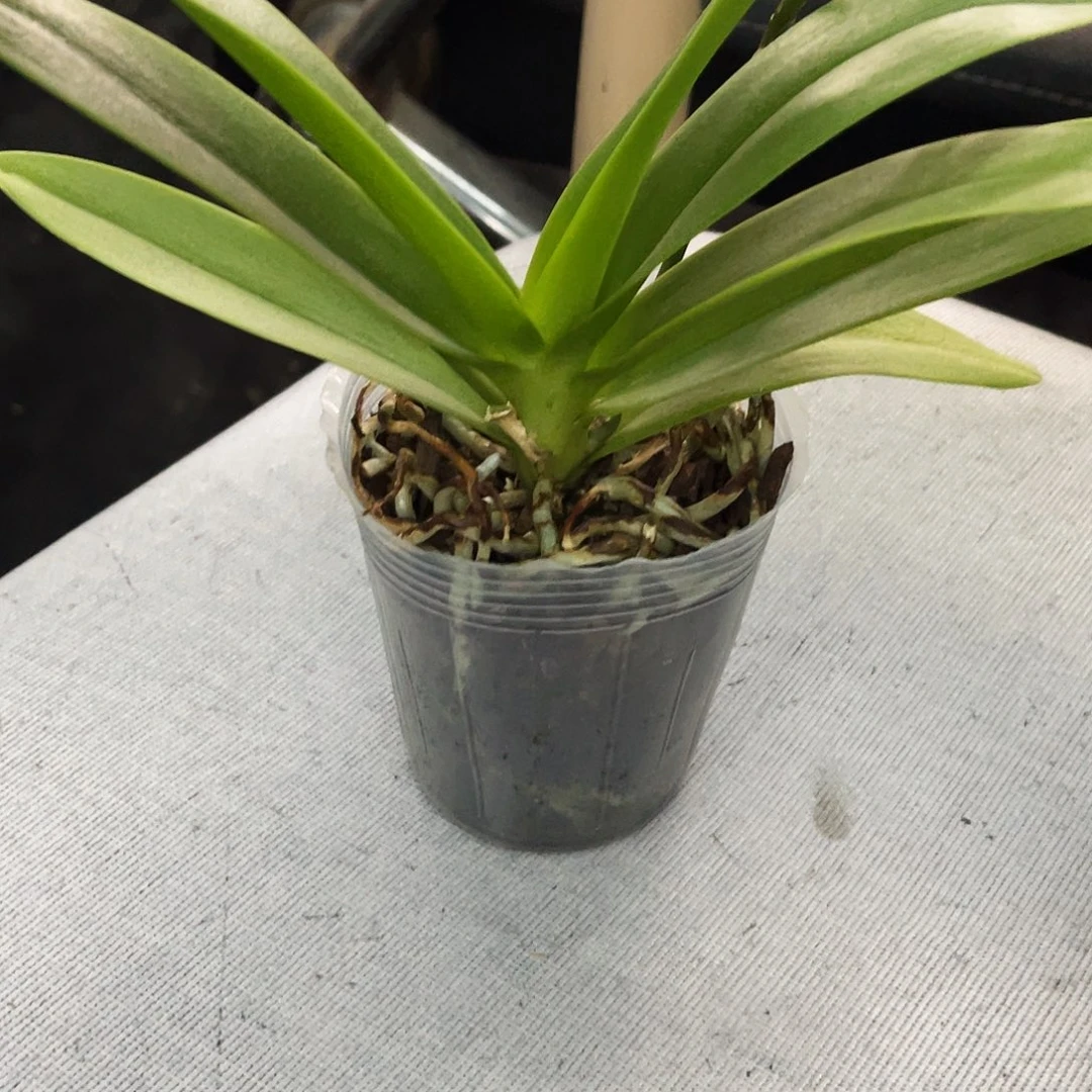 当前无花栽培后可以开花夏*蝴蝶兰小回紫