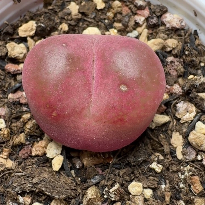 2572带盆5888800000