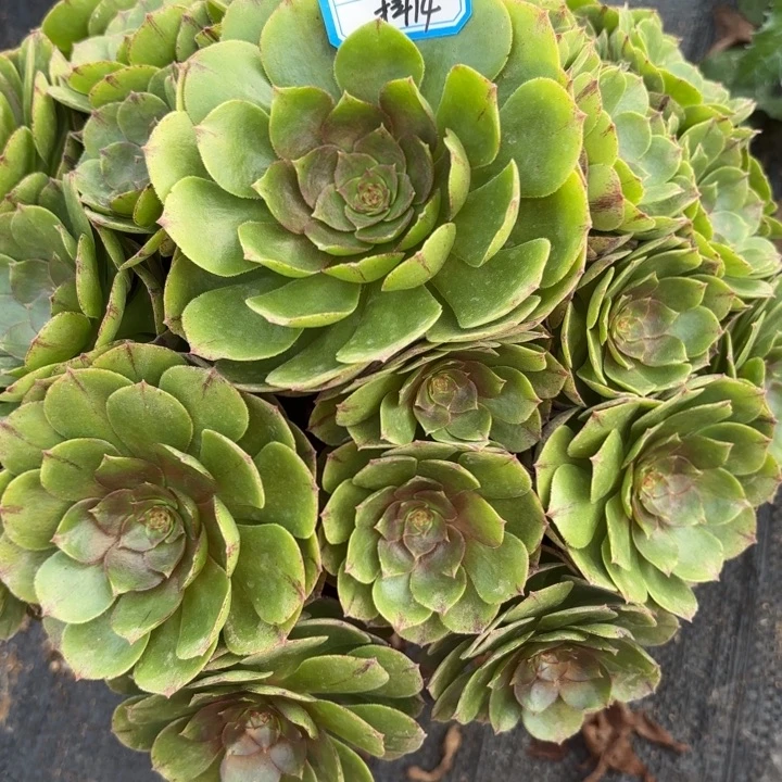 万拉丝多肉法师不包损14