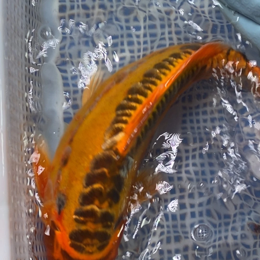 锦鲤冷水锦鲤包邮