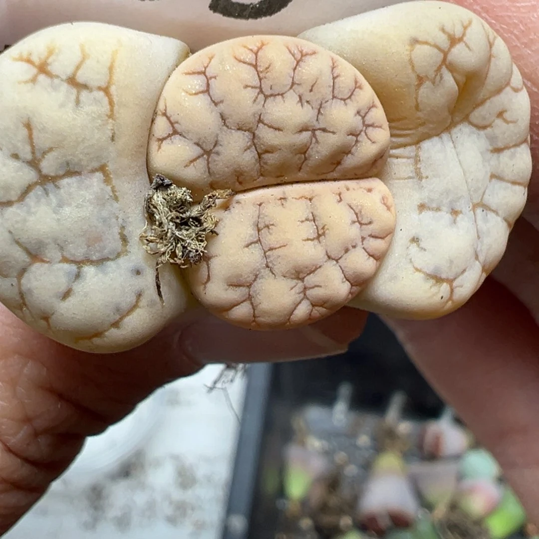 【闪购商品】053……