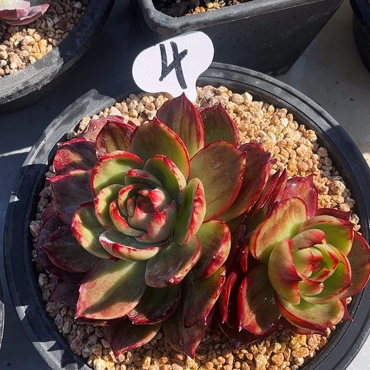 惊鸿仙子一物一拍，16厘米左右