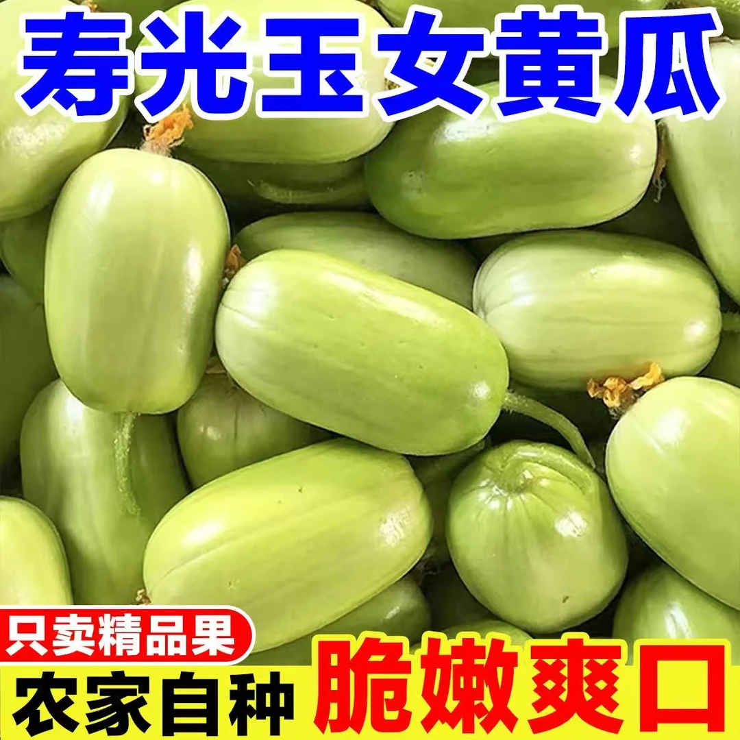 【顺丰包邮】山东金童鲜嫩玉女拇指小黄瓜新鲜多汁生吃清甜爽脆水果