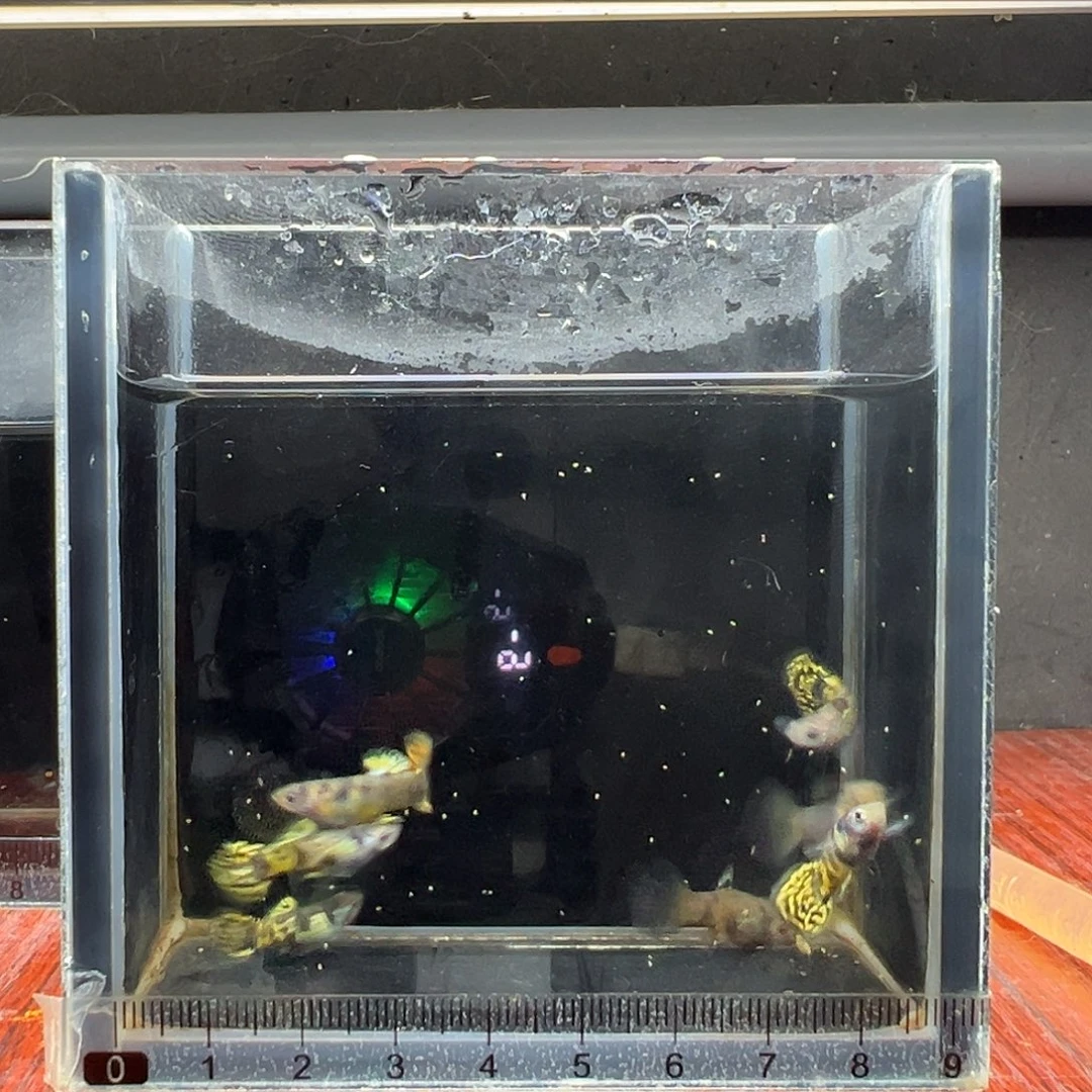 孔雀鱼虎斑小圆尾8条