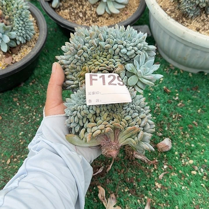 虫*星影缀化呀呀呀呀