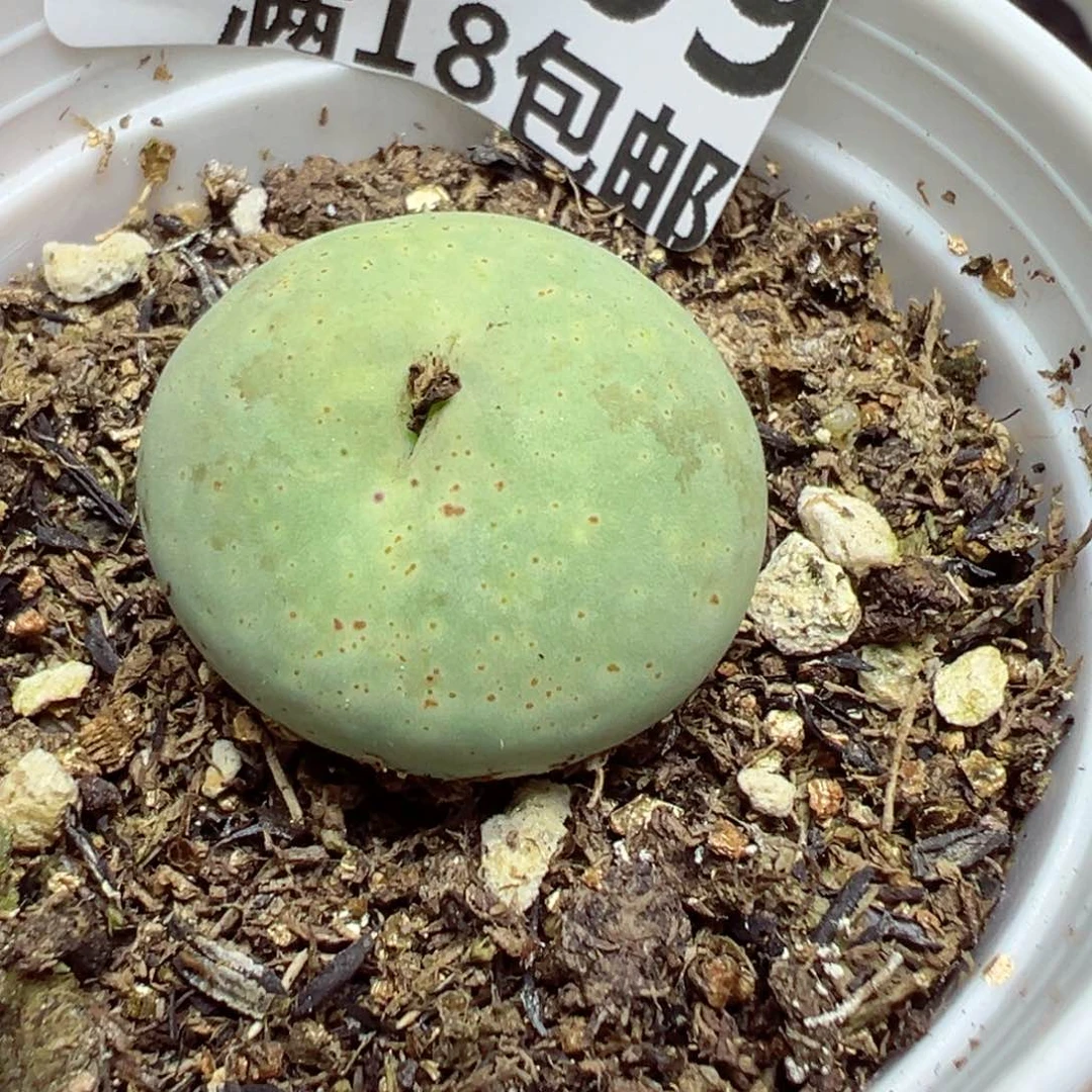 【闪购商品】 1509。