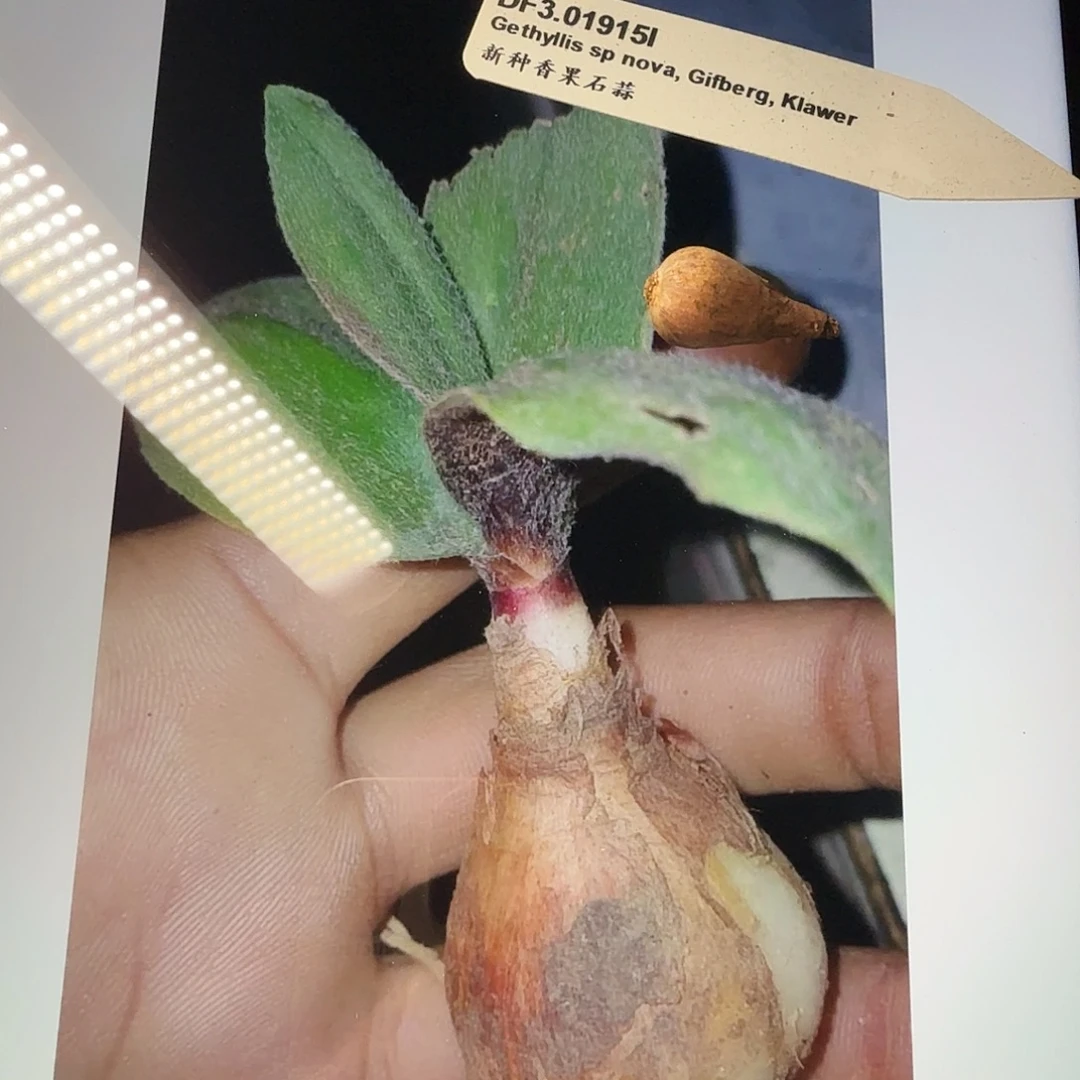 新种香果石蒜一个sp