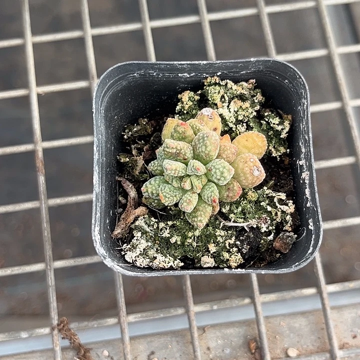 久***』我也不知道我为什么要