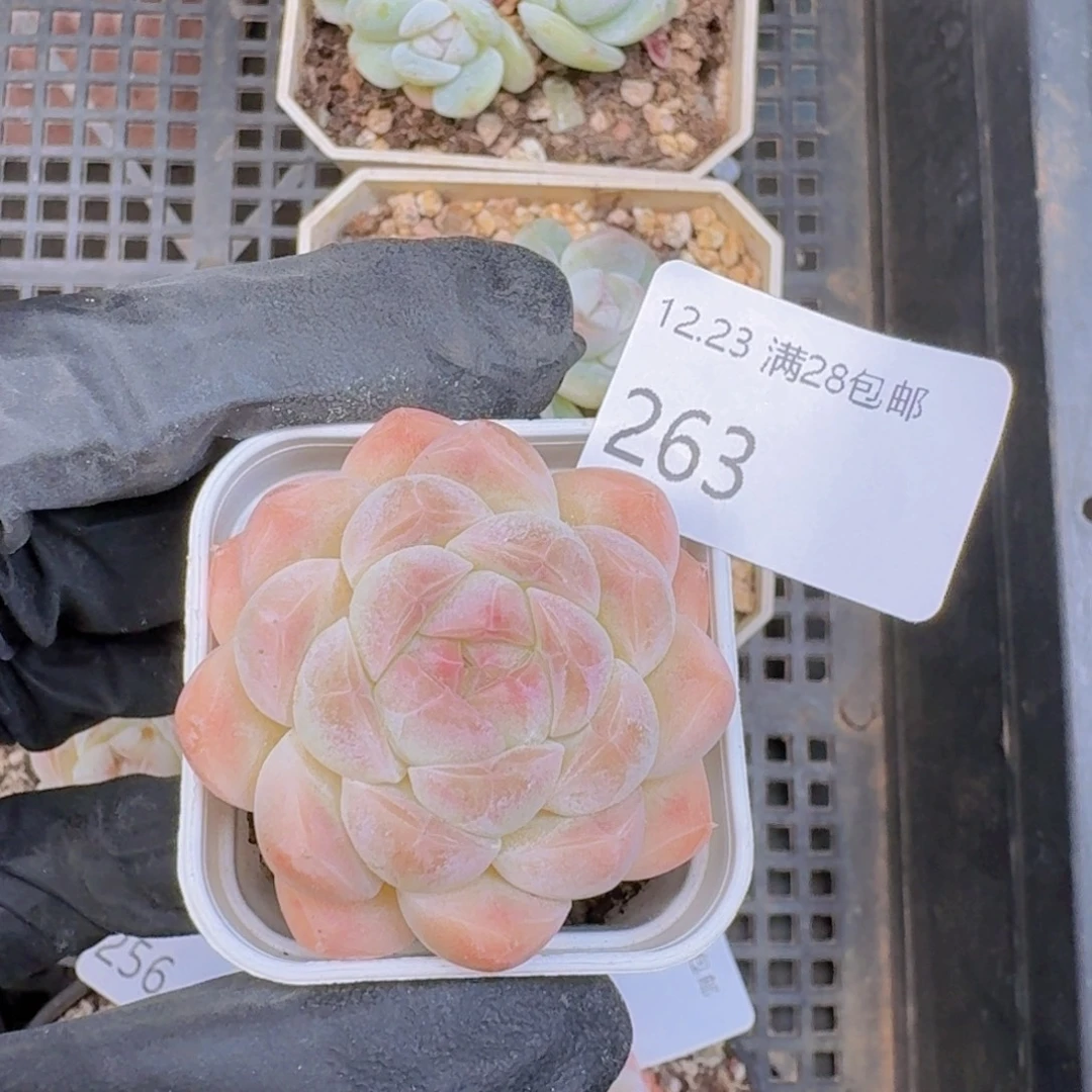 椰***蛋白桃汽水黄体糖心一颗