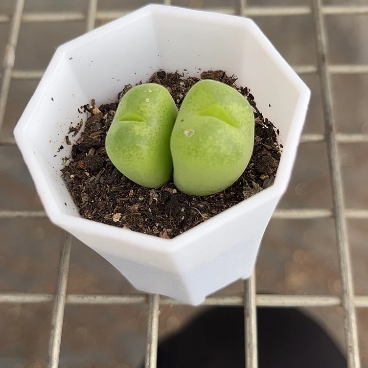 我也不知道我为什么要