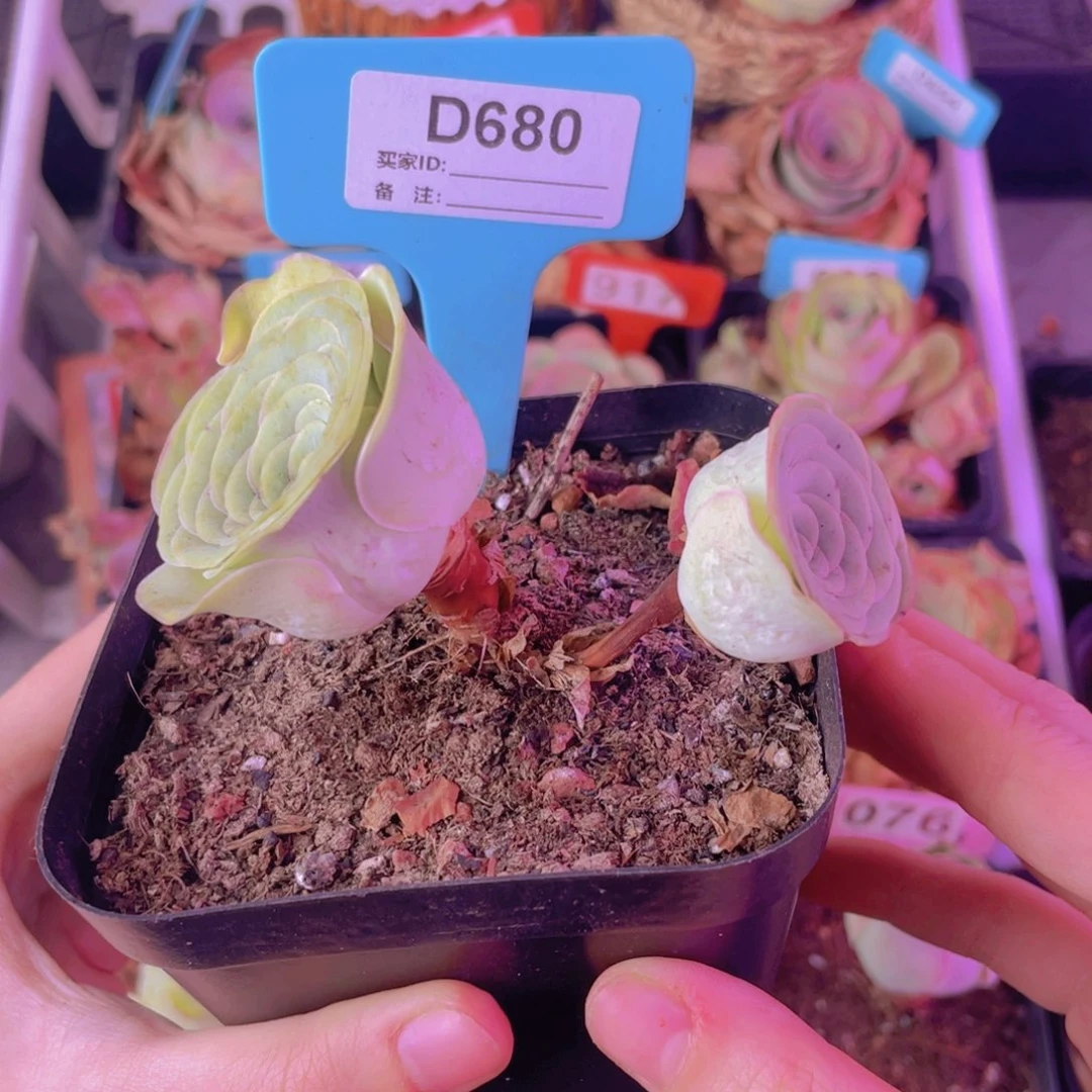单品一物一拍680号