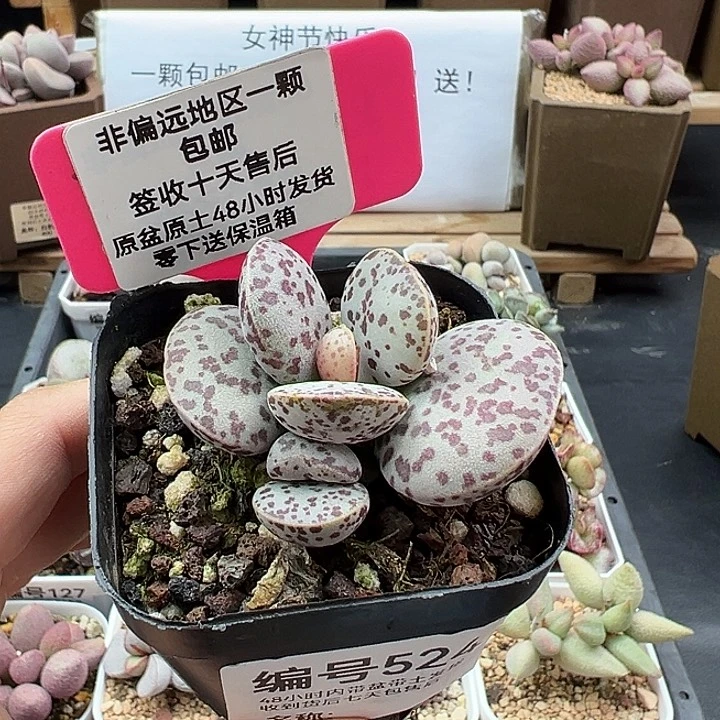 524巨型花蛋多肉