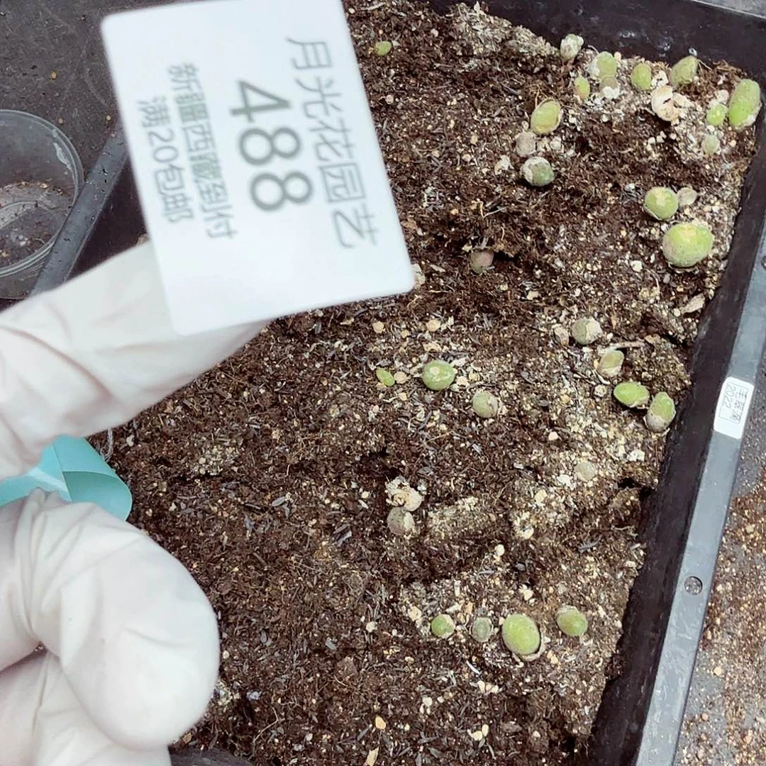 哈哈笑不出话就笑道488好